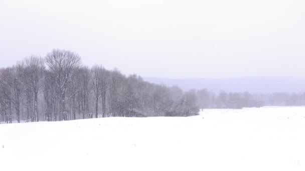 Tempo Nevado Floresta Inverno — Vídeo de Stock