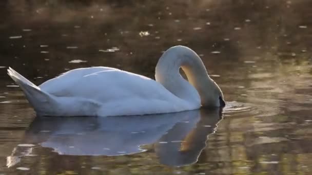 Όμορφο Λευκό Κύκνος Κολύμπι Στην Επιφάνεια Του Νερού Της Λίμνης — Αρχείο Βίντεο