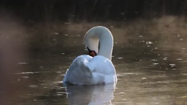 Schöner Weißer Schwan Schwimmt Sommertagen Auf Der Wasseroberfläche Des Sees — Stockvideo