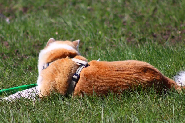 Tylny Widok Akita Inu Leżącego Zielonej Łące — Zdjęcie stockowe