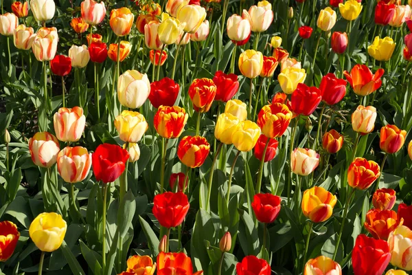 Tiro Seletivo Foco Das Tulipas Que Crescem Jardim Bonito Verão — Fotografia de Stock