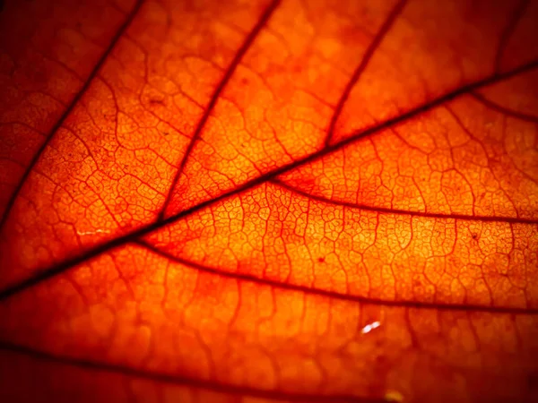 Uma Textura Brilhante Uma Folha Outono Com Veias — Fotografia de Stock
