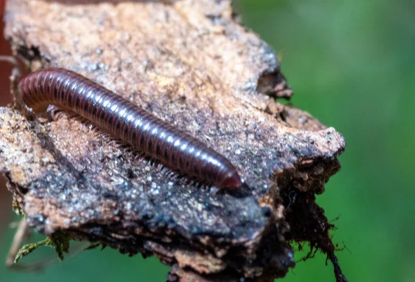 Een Selectieve Focusshot Van Een Julida Worm Een Stuk Van — Stockfoto