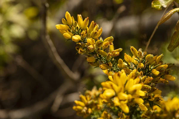 Μια Επιλεκτική Εστίαση Του Κίτρινου Αγριολούλουδου Που Καλλιεργεί Δάσος Στην — Φωτογραφία Αρχείου