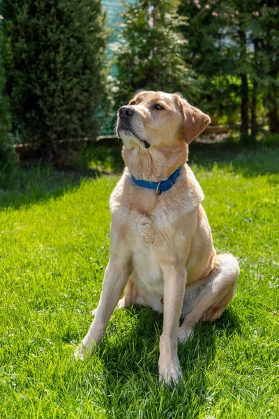 Een Schattig Schattig Bruin Labrador Retriever Zittend Groen Gras Het — Stockfoto