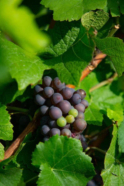 Grappolo Uva Rossa Matura Con Foglie Verdi Sole — Foto Stock