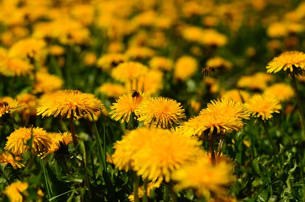 Близько Кульбаби Луг Деякими Бджолами Красивий Жовтий Океан Квітів — стокове фото