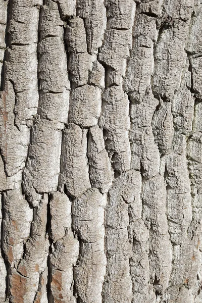 粗糙树皮的垂直截图 自然背景概念 — 图库照片