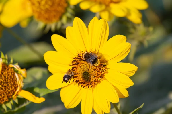 Closeup Shot Bee Bumblebee Perched Yellow Coneflower Blurred Background — Stock Photo, Image