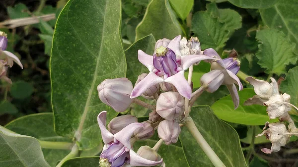 Een Close Shot Van Melkkruid Bloemen Met Groene Bladeren Achtergrond — Stockfoto