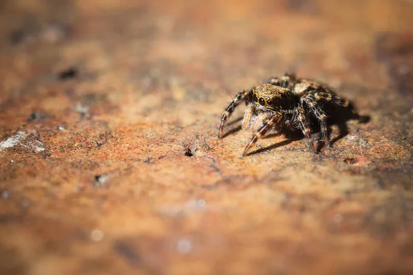 Primer Plano Una Araña Saltando Sobre Fondo Rocoso — Foto de Stock