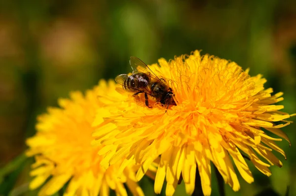 Zbliżenie Kwiatów Mniszka Lekarskiego Pszczołą — Zdjęcie stockowe