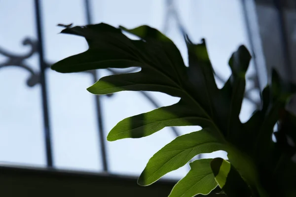 Gros Plan Belle Feuille Plante Tropicale Verte Près Fenêtre Intérieur — Photo