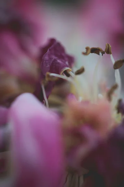 Arka Plan Dokular Için Güzel Bir Açık Mor Çiçeğin Makro — Stok fotoğraf