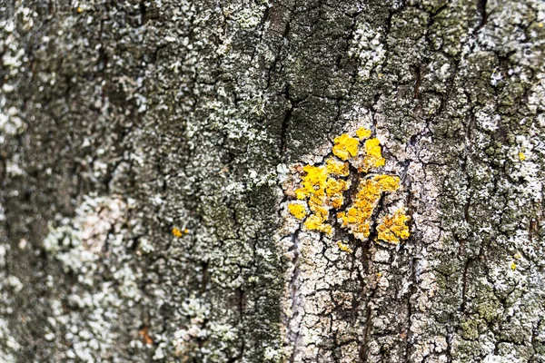 Ett Makro Skott Grå Bål Bark Perfekt För Bakgrund — Stockfoto