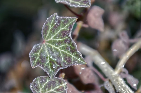 공기의 서리덮인 나뭇잎의 클로즈업 — 스톡 사진