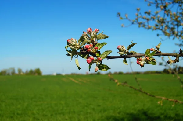 Inflorescencia Manzano Frente Campo Grano Una Imagen Típica Del Paisaje — Foto de Stock