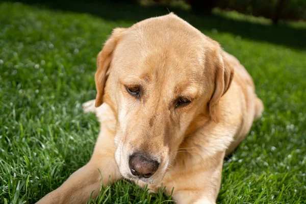 Parktaki Yeşil Çimlerde Uzanan Sevimli Sevimli Kahverengi Bir Labrador Retriever — Stok fotoğraf