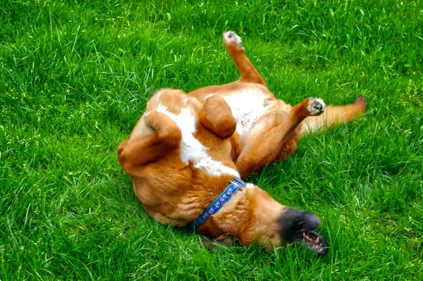 Brown Dog Rolling Happily Grass — Stock Photo, Image