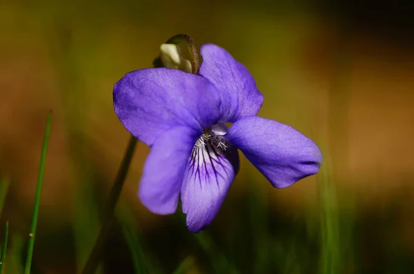 Close Blossom Violet Afternoon Details Clearly Visible — Stock Photo, Image