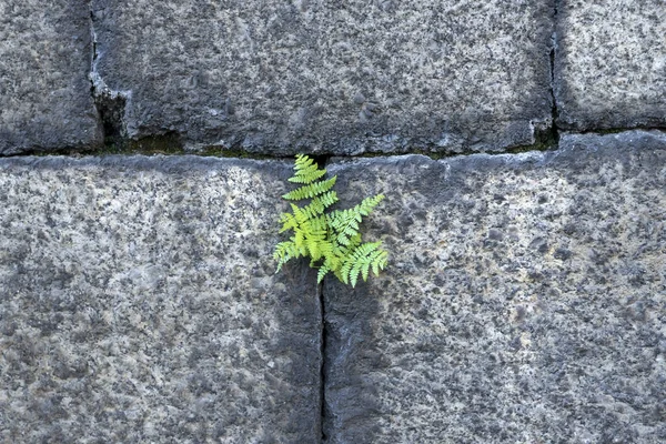 Une Fougère Poussant Sur Mur Pierre — Photo