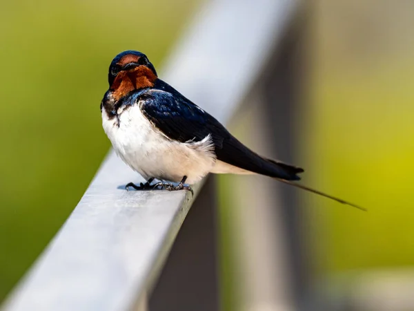 Primo Piano Una Rondine Fienile Hirundo Rustica Una Ringhiera Metallica — Foto Stock