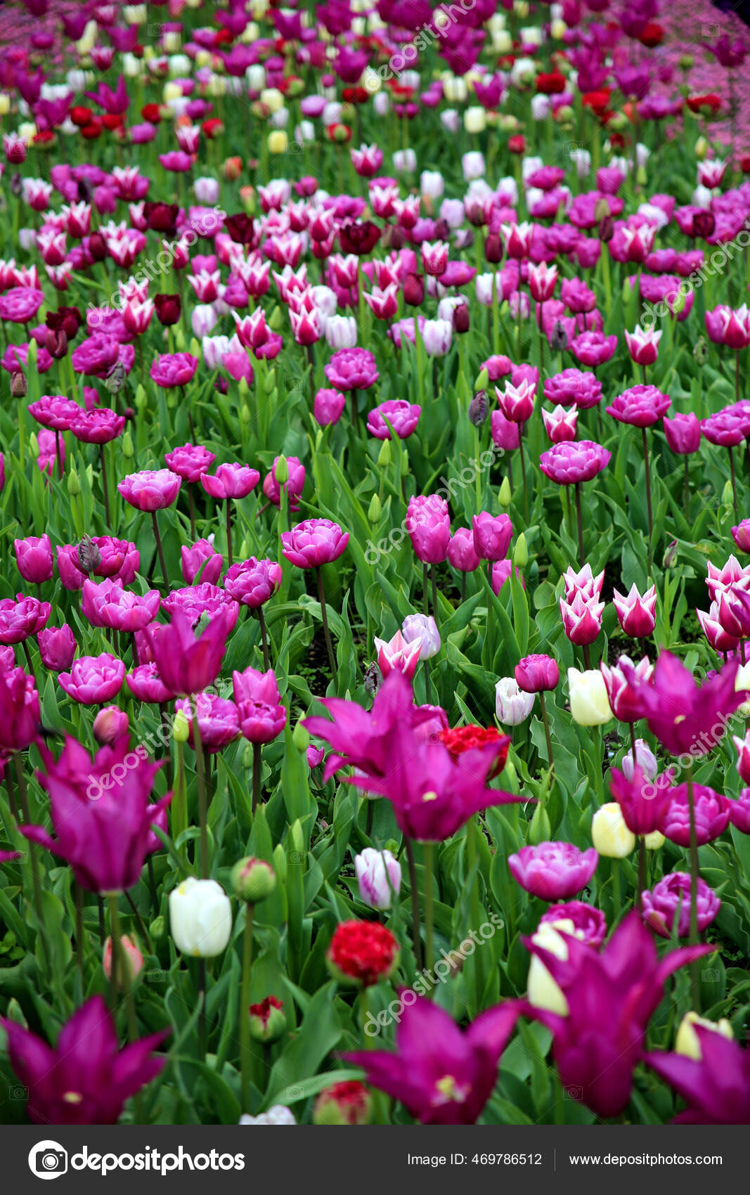 Uma Vista Natural Flores Tulipa Roxa Plantadas Parque fotos, imagens de ©  Wirestock #469786512