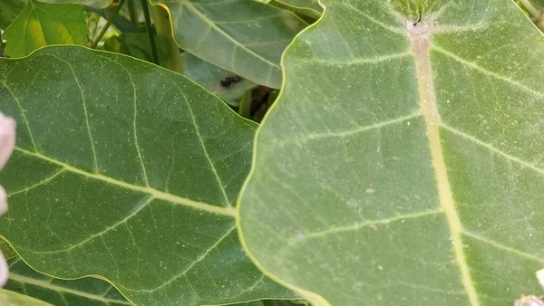 Een Close Shot Van Melkkruid Plant Groene Bladeren Een Zonnige — Stockfoto