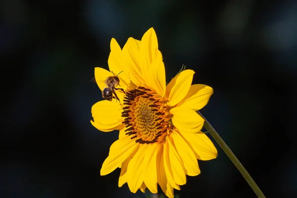 Eine Nahaufnahme Einer Biene Die Auf Einem Gelben Sonnenhut Auf — Stockfoto