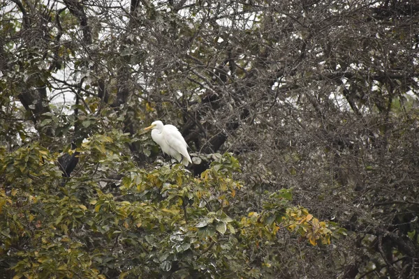 Closeup Shot Intermediate Egret Bird Perched Tree India — Stock Photo, Image