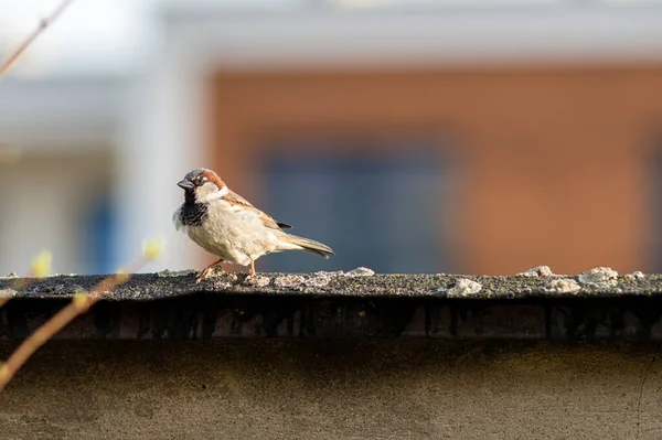 Eine Selektive Fokusaufnahme Eines Sperlings Auf Dem Dach — Stockfoto