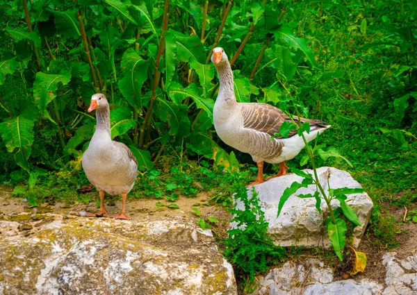 Ein Malerischer Blick Auf Enten Die Auf Dem Schlammigen Boden — Stockfoto