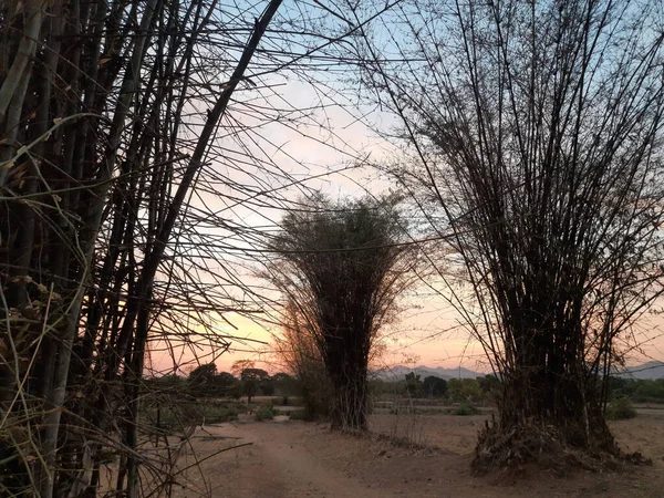 Sunset Sky Bamboo Trees Nature Background Beautiful Nature Landscape Scenic — Stock Photo, Image