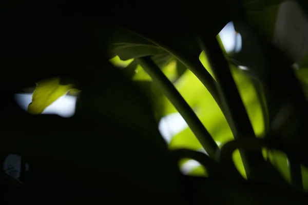 Gros Plan Belle Plante Tropicale Verte Laisse Des Silhouettes Dans — Photo