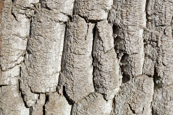 Ένα Κοντινό Πλάνο Από Τραχύ Φλοιό Δέντρου Έννοια Φυσικό Υπόβαθρο — Φωτογραφία Αρχείου