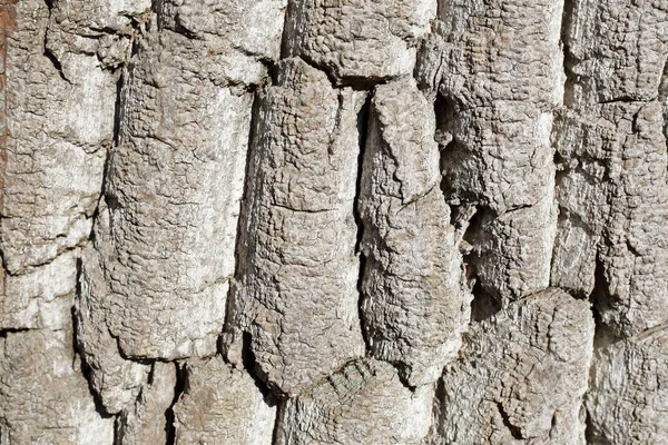 Gros Plan Écorce Arbre Texture Rugueuse Concept Fond Naturel — Photo