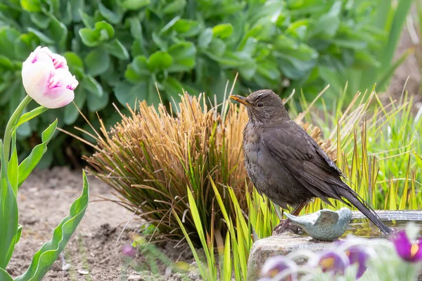 Merle Après Avoir Pris Bain Dans Bain Oiseau Dans Jardin — Photo