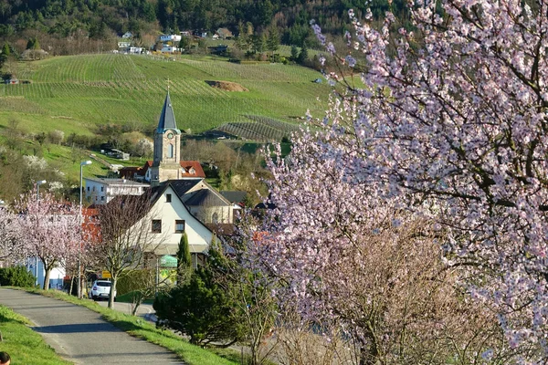 Bühlertal März 2021 Kirche Mit Blühenden Kirschbäumen Schwarzwald Bei Bühlertal — Stockfoto
