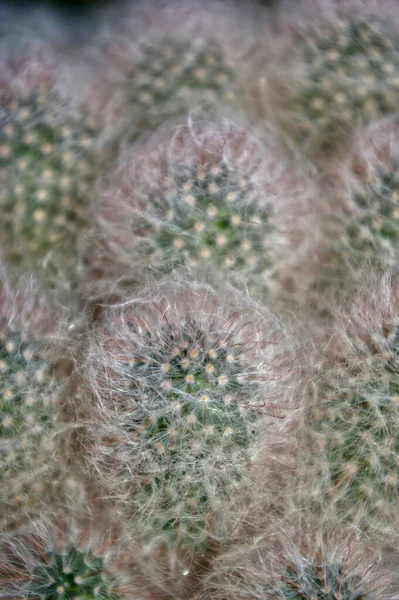Vertikal Bild Kaktusar Växer Nära Varandra — Stockfoto