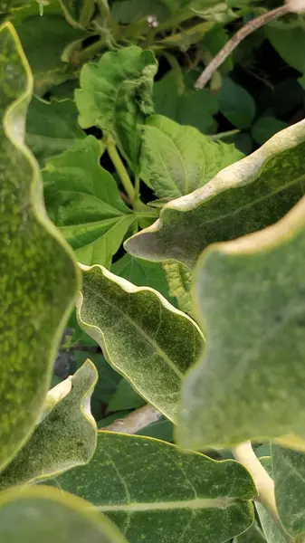 晴れた日にミルクウィード植物の緑の葉の垂直ショット — ストック写真