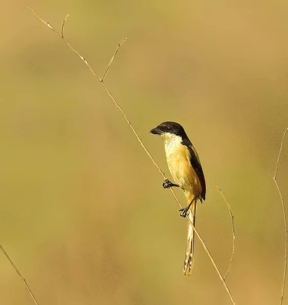 Een Selectieve Focus Van Een Langharige Kreet Gedroogd Gras Tegen — Stockfoto