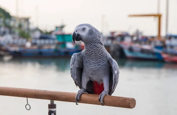 Bir Afrikalı Gri Papağan Limandaki Bir Rıhtımın Parmaklıklarına Tünemiş — Stok fotoğraf