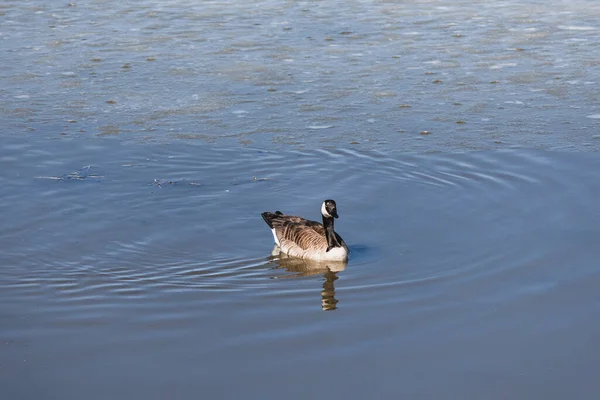 晴れた日に湖で一人で泳ぐ美しいカナダのガチョウ — ストック写真