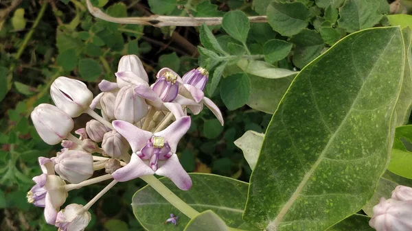 Primer Plano Flores Ambrosía Con Hojas Verdes Fondo —  Fotos de Stock