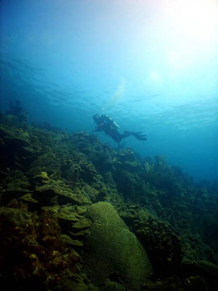 海のサンゴ礁の上のスキューバダイバーの垂直ショット — ストック写真