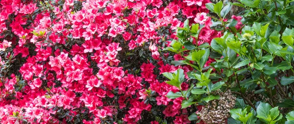 開花したツツジの花のショット — ストック写真