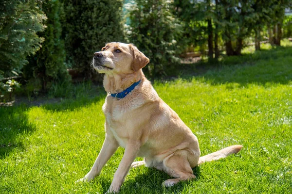 Een Schattig Schattig Bruin Labrador Retriever Zittend Groen Gras Het — Stockfoto