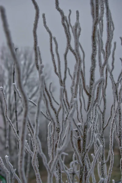 森林里被霜冻覆盖的一缕细枝 背景上的雾气后面看得见树木 — 图库照片