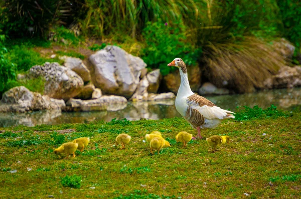 鴨とその子孫が畑で食べ物を探す風景 — ストック写真