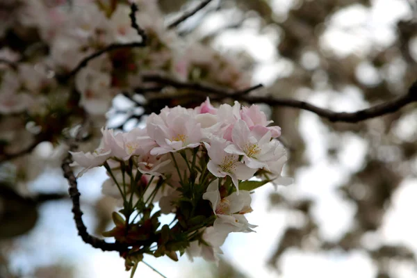 Zbliżenie Ujęcie Pięknych Wiśniowych Kwiatów Gałęziach Drzew — Zdjęcie stockowe